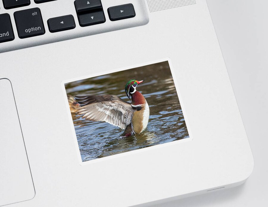 Wood Duck Action Sticker featuring the photograph Wood duck action by Lynn Hopwood