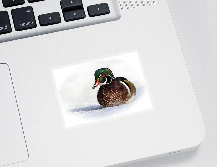 Duck Sticker featuring the photograph Wood Duck in Snow by Bill Cubitt