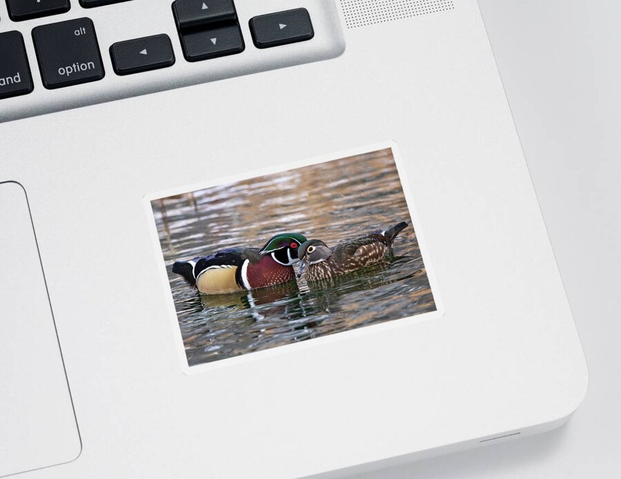 Wood Ducks Sticker featuring the photograph Wood Duck Pair by Wesley Aston