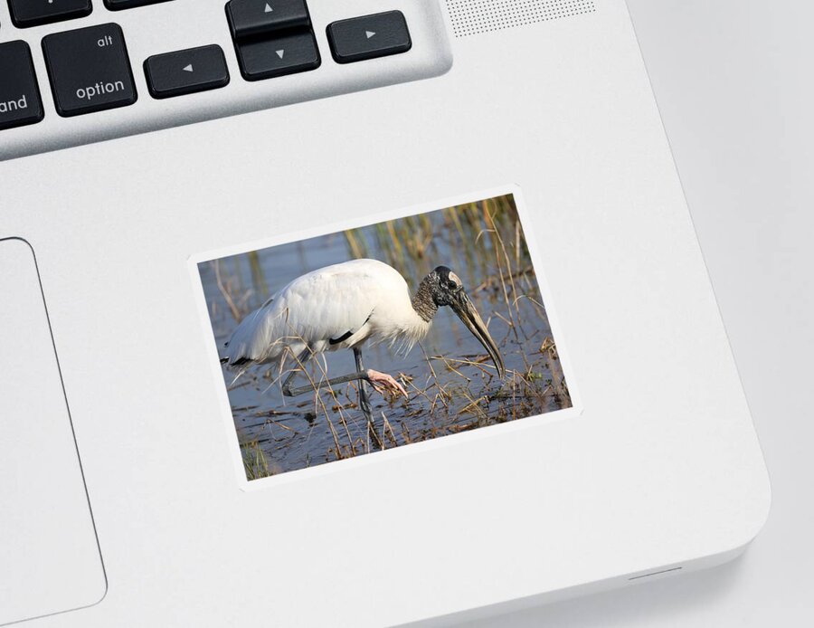 Wood Storks Sticker featuring the photograph Wood stork by Mingming Jiang