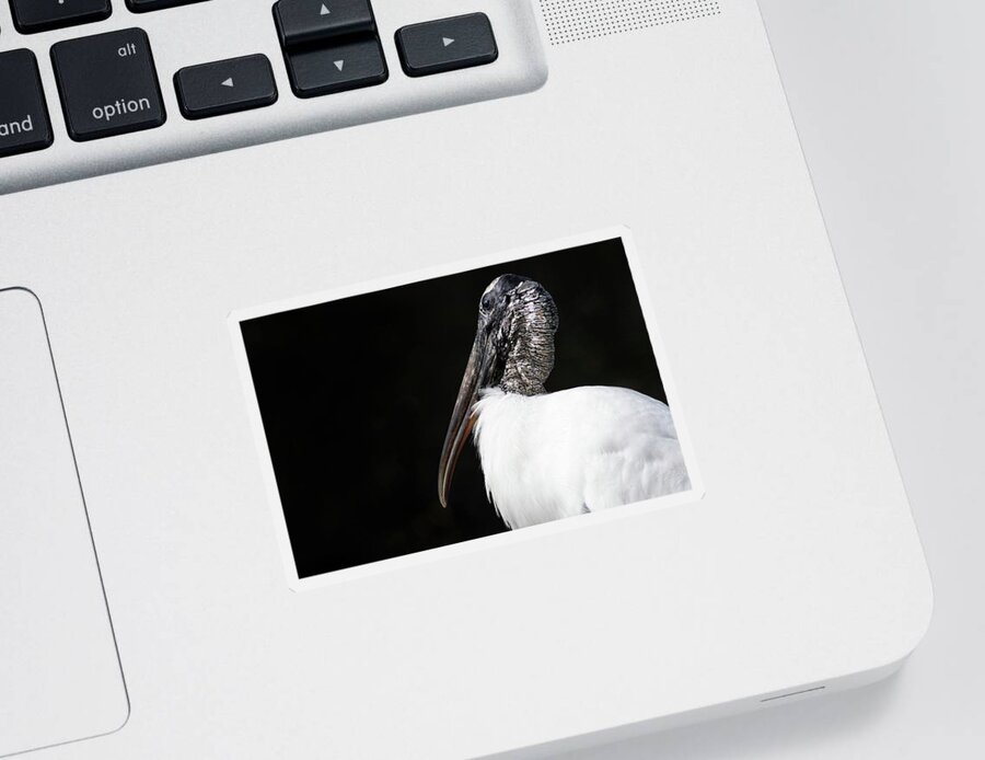 Wood Stork Sticker featuring the photograph Wood Stork by Rebecca Herranen
