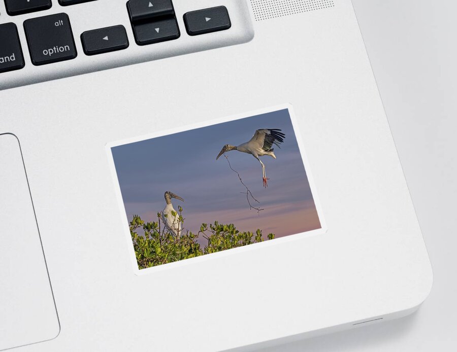 Wood Stork Sticker featuring the photograph Wood Stork Returns To Nest by Susan Candelario