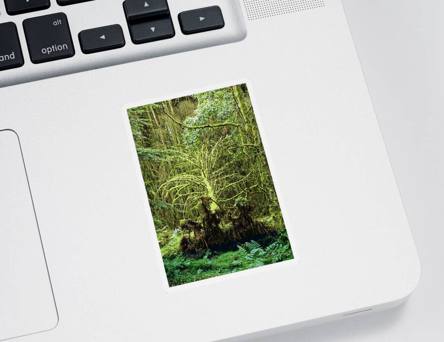 Woodland Sticker featuring the photograph Woodland Loss by Jeff Townsend