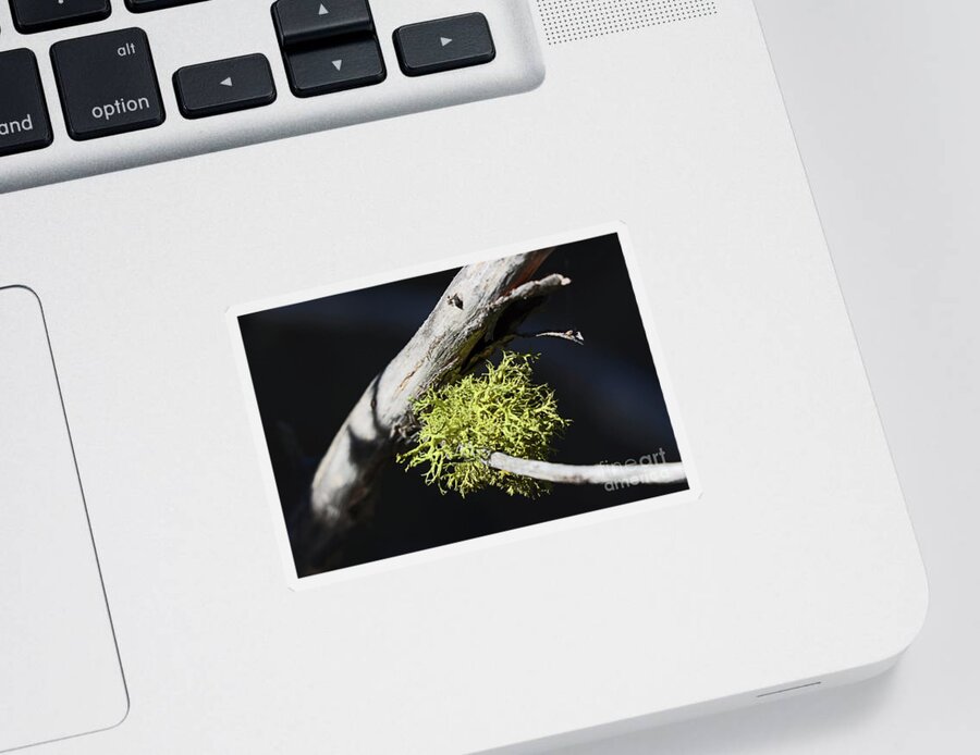 Color Sticker featuring the photograph WOODRIVER_133 Fruticose Lichen by Howard Stapleton