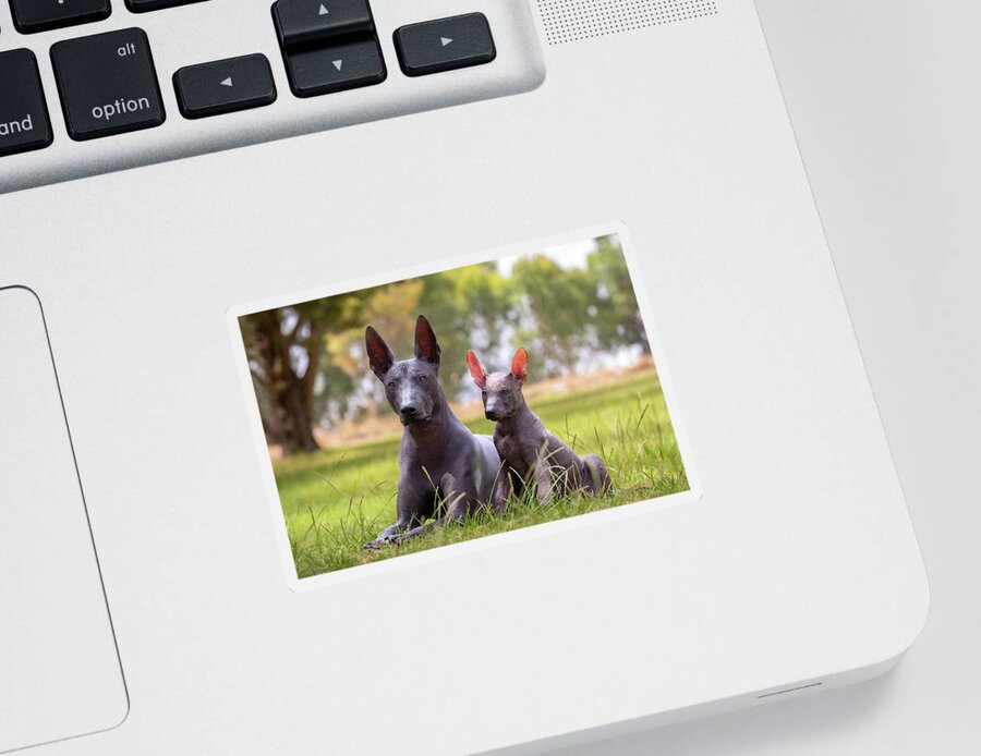 Xoloitzcuintli Sticker featuring the photograph Xoloitzcuintli and Puppy by Diana Andersen