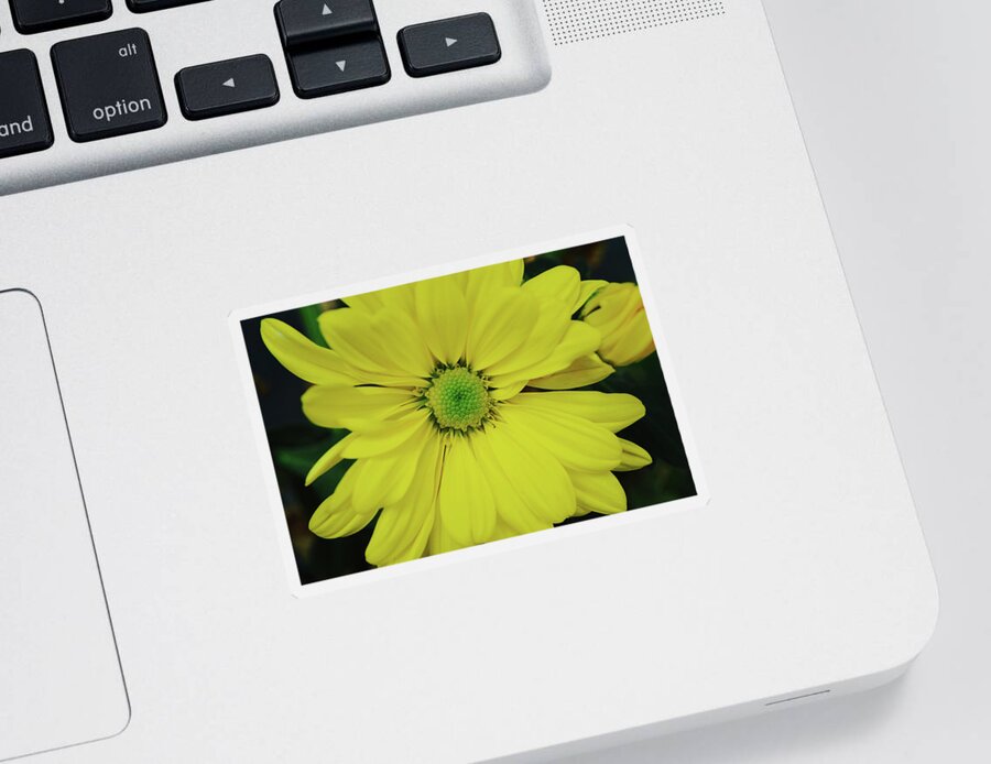 Flower Sticker featuring the photograph Yellow African Daisy Flower by Gaby Ethington