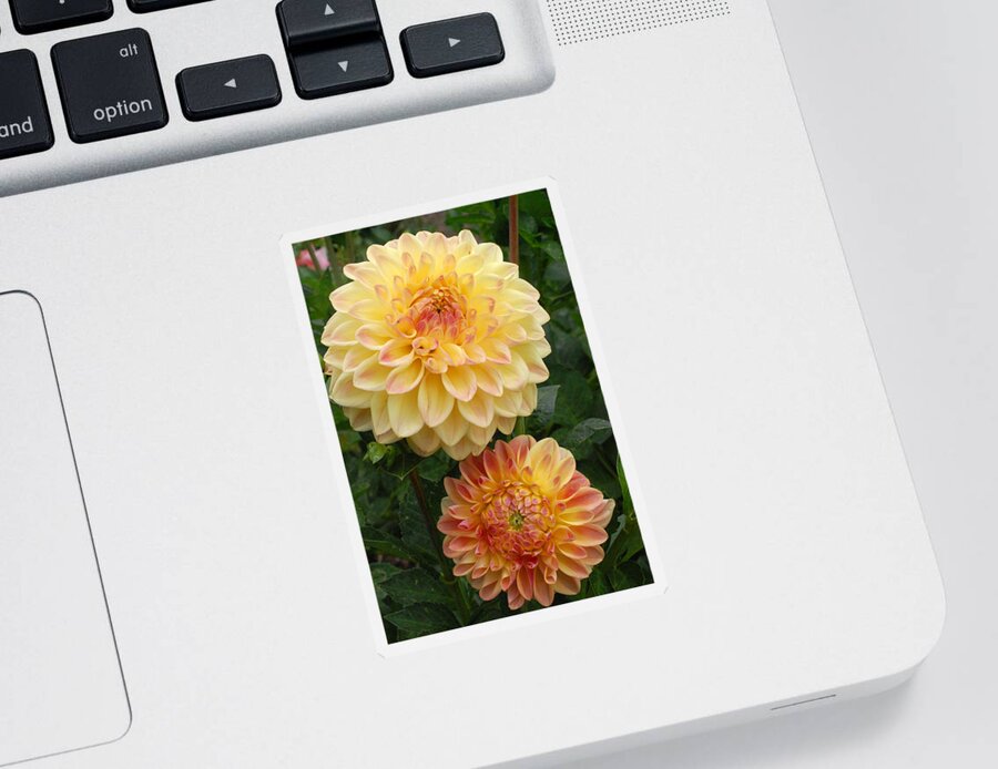 Dahlia Sticker featuring the photograph Yellow and Orange Dahlias 2 by Amy Fose