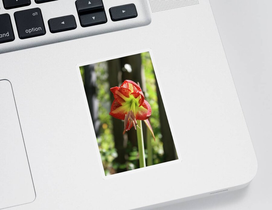  Sticker featuring the photograph Yellow and Red Amaryllis by Heather E Harman