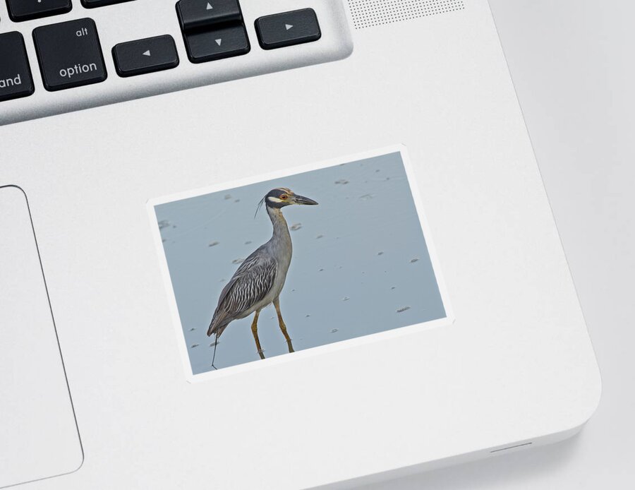 Wildlife Sticker featuring the photograph Yellow-crowned Night-Heron - 2866 by Jerry Owens
