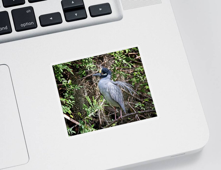  Sticker featuring the photograph Yellow-crowned Night Heron during mating season by Ronald Lutz