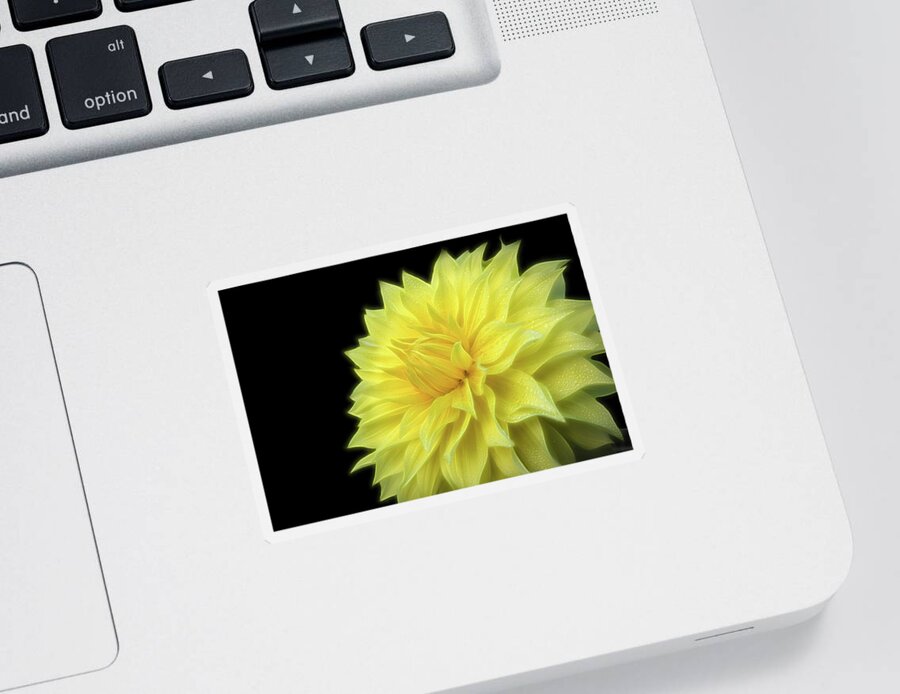Dahlia Photography Sticker featuring the photograph Yellow Dandy by Judi Kubes