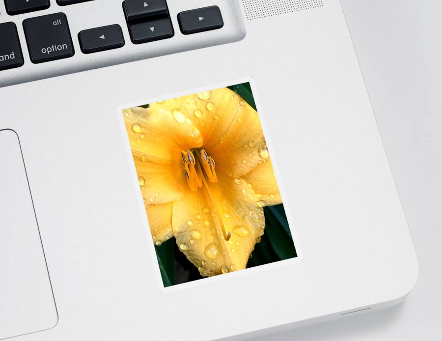 Lily Sticker featuring the photograph Yellow Droplets by Lisa Pearlman