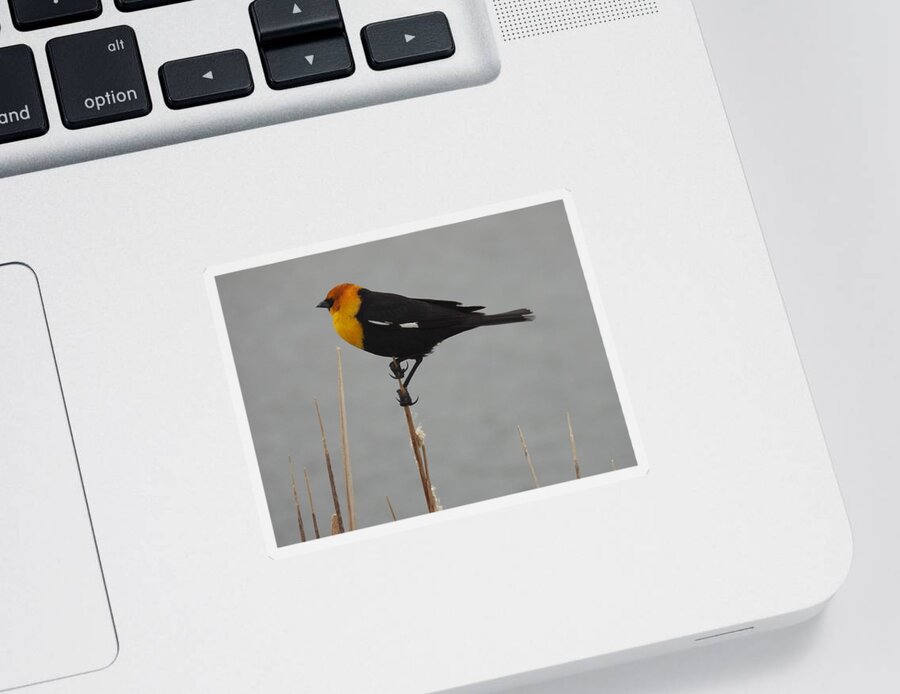 Black Bird Sticker featuring the photograph Yellow Headed Black Bird 3 by Amanda R Wright
