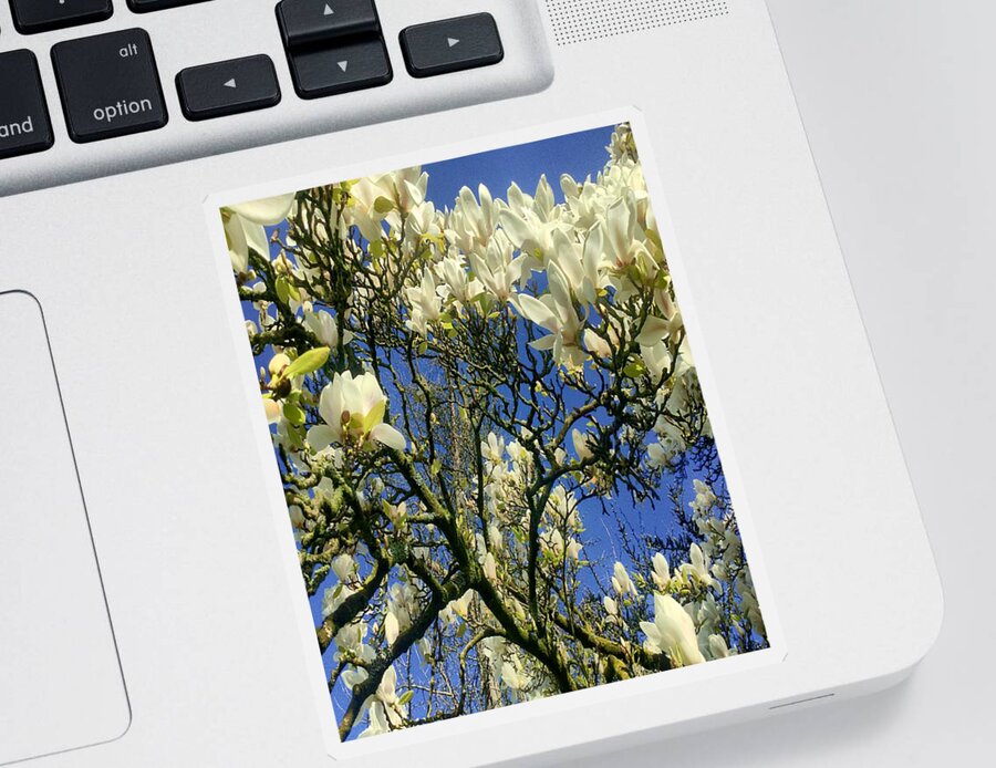 Flowers Sticker featuring the photograph Yellow Magnolia Blossoms by Richard Cummings