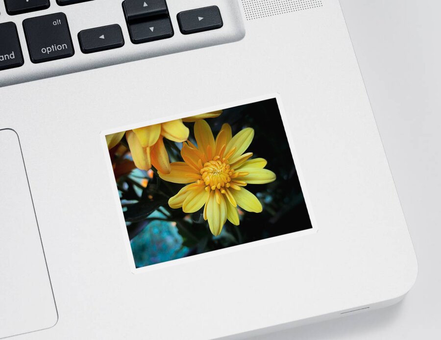 Marigold Sticker featuring the photograph Yellow Marigold by W Craig Photography