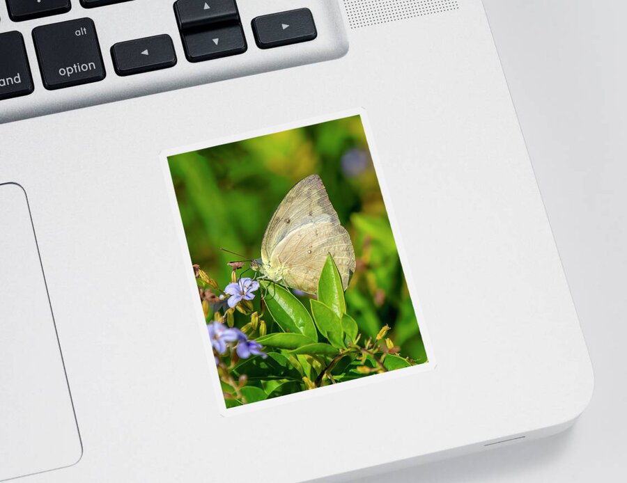 Nature Sticker featuring the photograph Yellow Orange Tip Butterfly DTHN0299 by Gerry Gantt