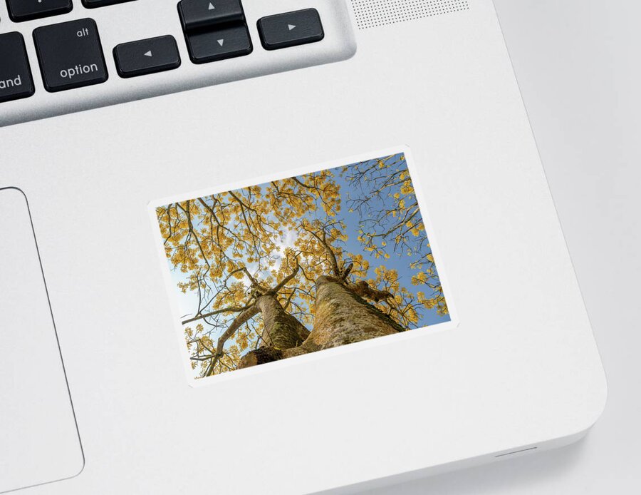 Awesome Sticker featuring the photograph Yellow Phoenix Flower Background by Khanh Bui Phu