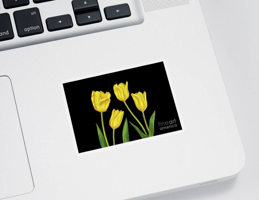 Tulips Sticker featuring the photograph Yellow Tulips by Mimi Ditchie