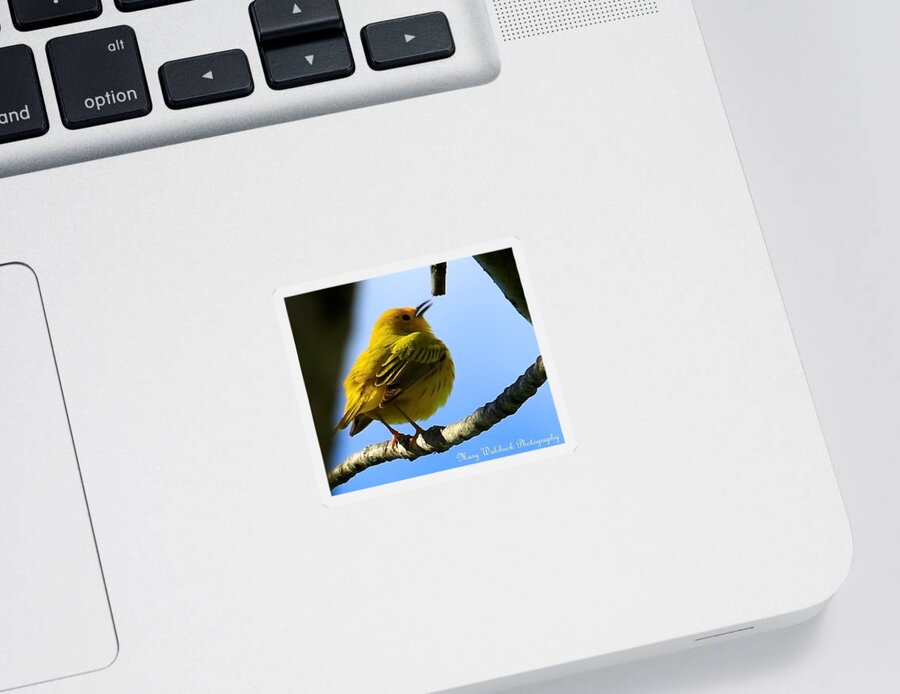 Yellow Warbler Sticker featuring the photograph Yellow Warbler Singing in the Spotlight by Mary Walchuck