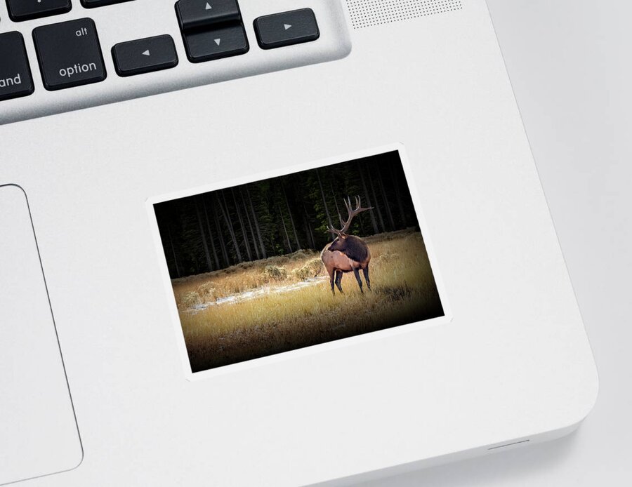 Elk Sticker featuring the photograph Yellowstone National Park Elk Wapiti by Randall Nyhof