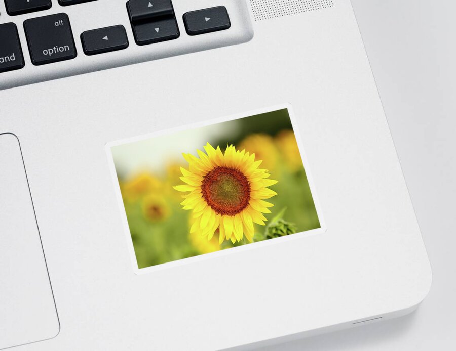 Sunflower Sticker featuring the photograph Yooo Hooo by Lens Art Photography By Larry Trager