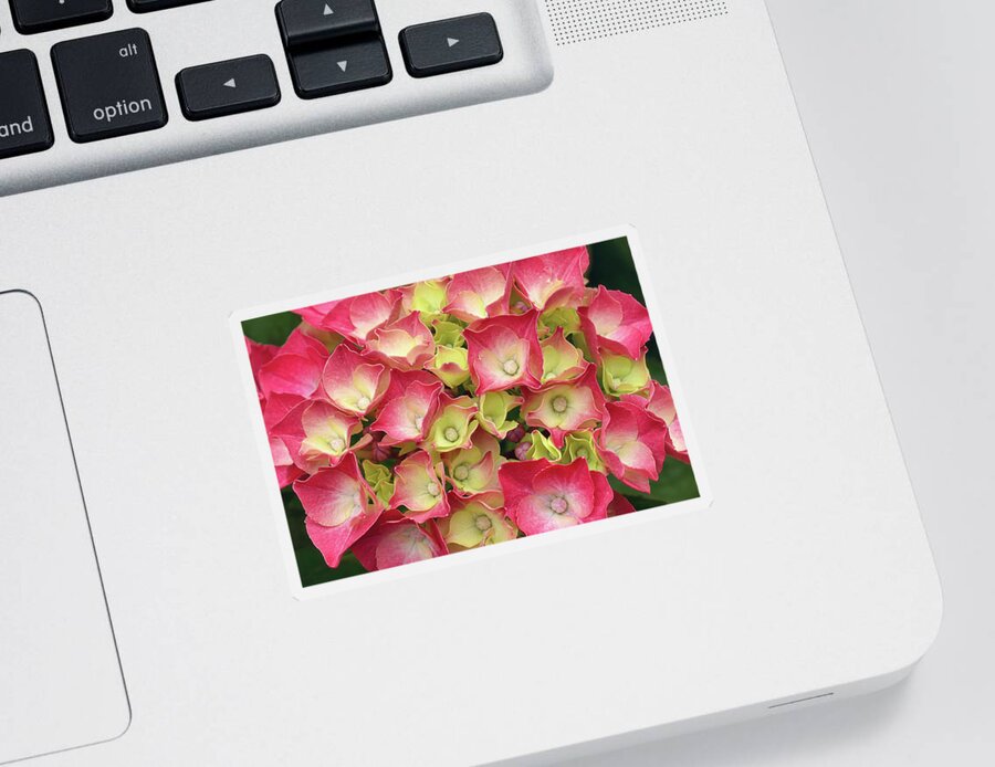 Hydrangea Sticker featuring the photograph Young French Hydrangea by Maria Meester