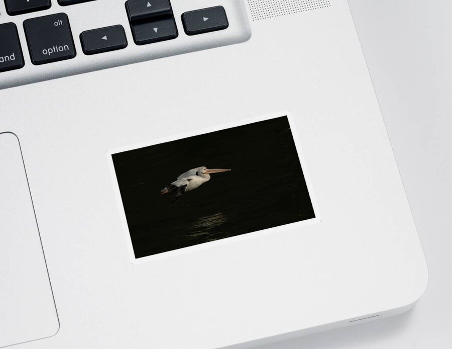 American White Pelican Sticker featuring the photograph Young Pelican 2016-8 by Thomas Young