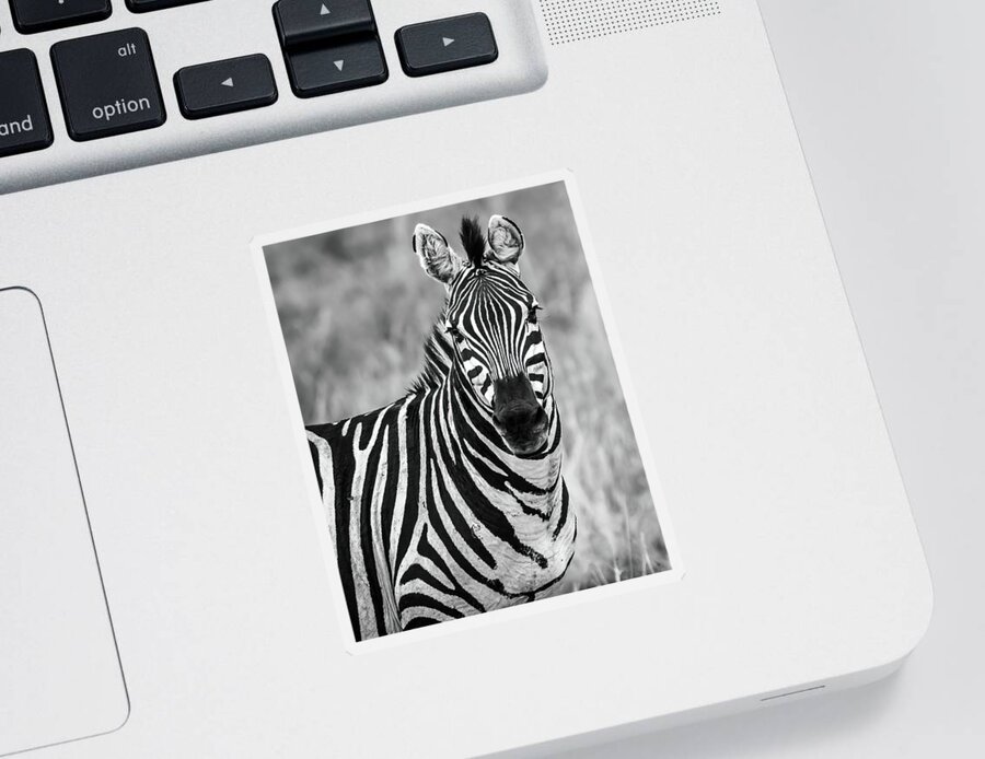 Zebra Sticker featuring the photograph Zebra by David Hart