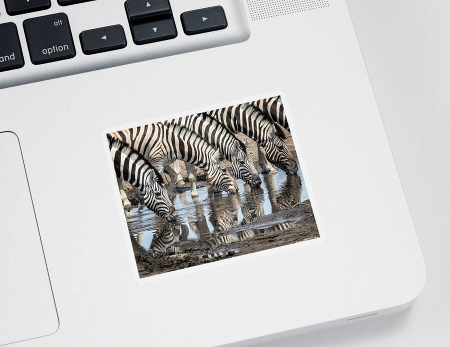 Plains Zebra Sticker featuring the photograph Zebras at Chudob Waterhole by Belinda Greb