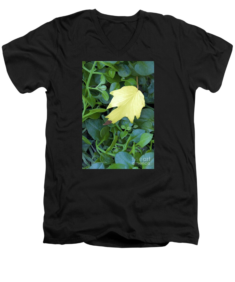 Vertical Men's V-Neck T-Shirt featuring the photograph Fallen Yellow Leaf by Richard J Thompson 