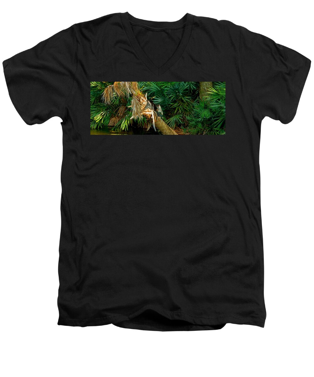 Photography Men's V-Neck T-Shirt featuring the photograph Anhinga Anhinga Anhinga On A Tree #2 by Panoramic Images