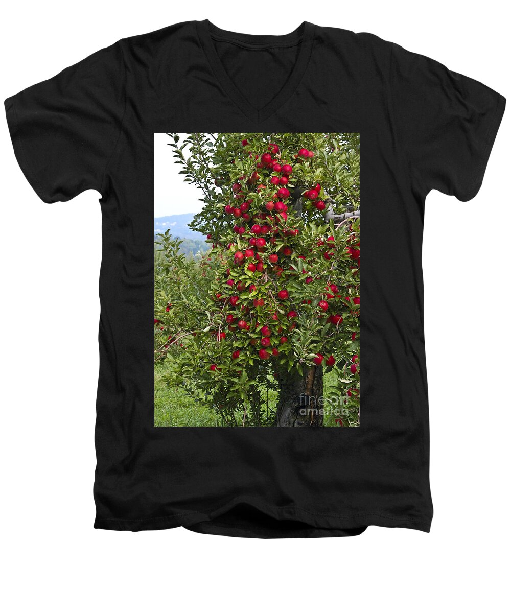 Apple Men's V-Neck T-Shirt featuring the photograph Apple Tree by Anthony Sacco