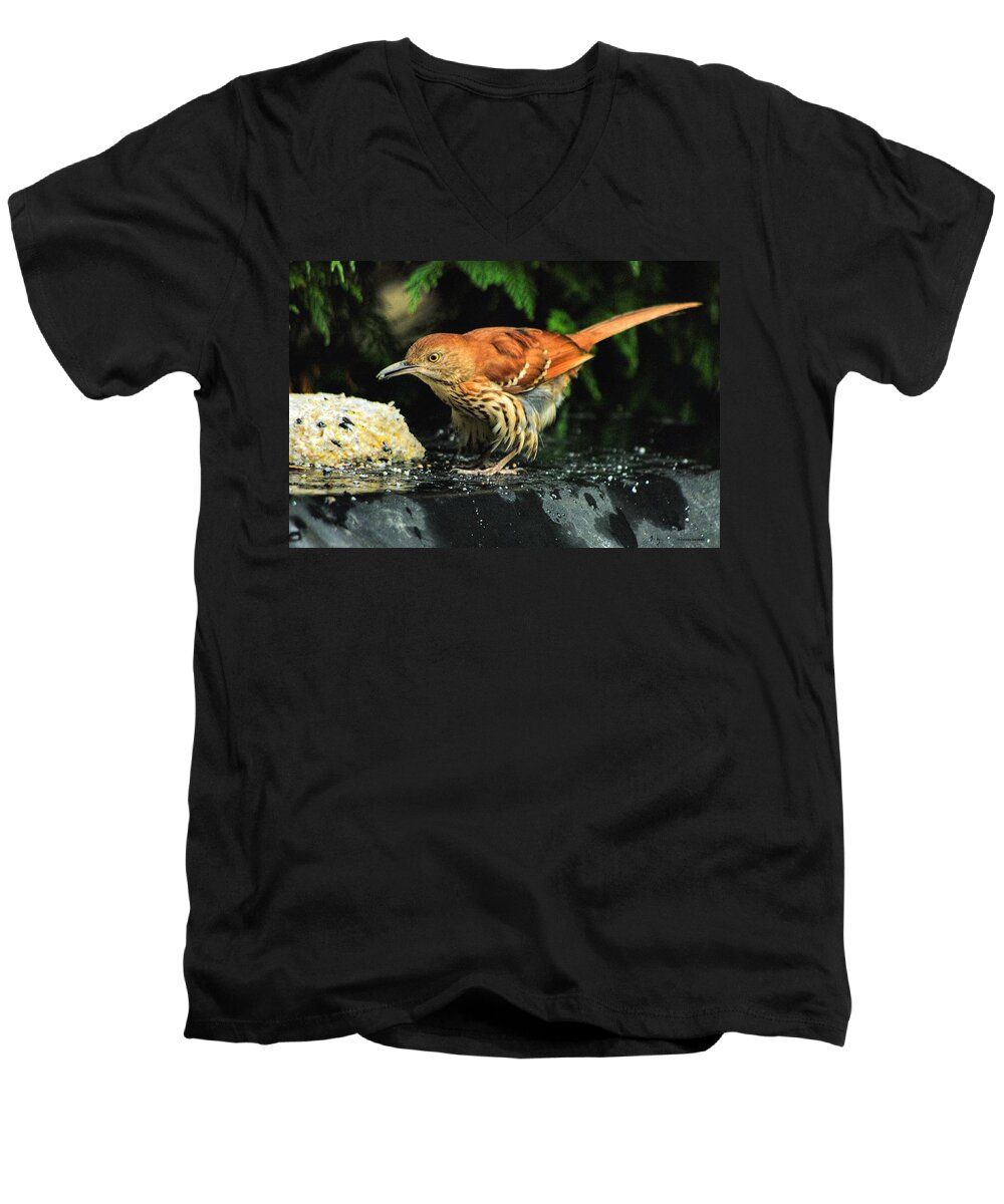 Tozostoma Rufum Men's V-Neck T-Shirt featuring the photograph Brown Thrasher by Dennis Baswell