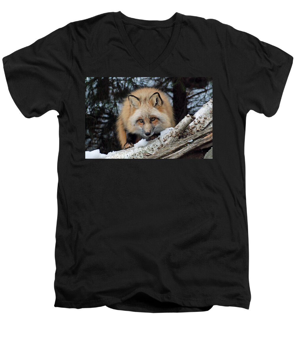 Fox Men's V-Neck T-Shirt featuring the photograph Curious Fox by Richard Bryce and Family