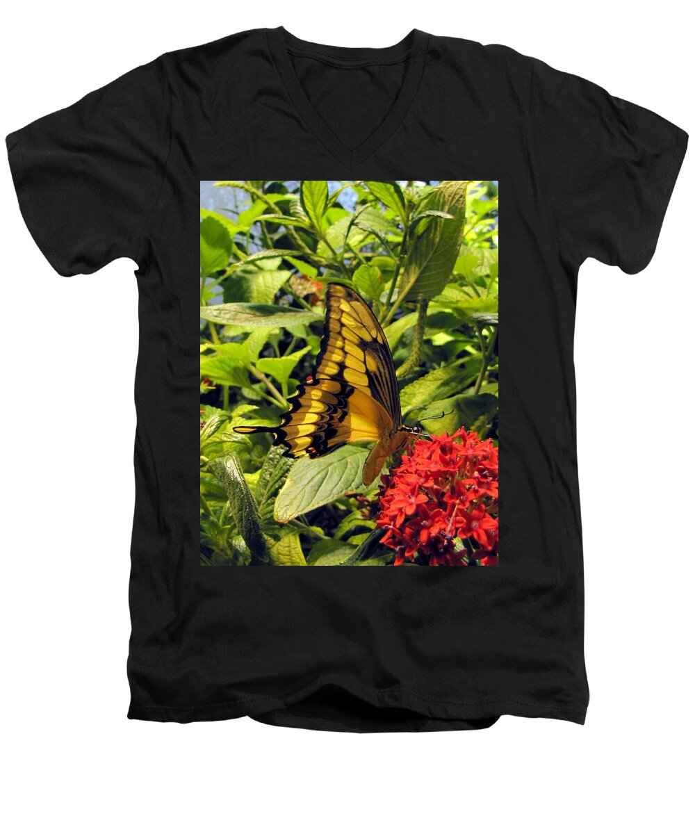 Wings Men's V-Neck T-Shirt featuring the photograph Gold Giant Swallowtail by Jennifer Wheatley Wolf