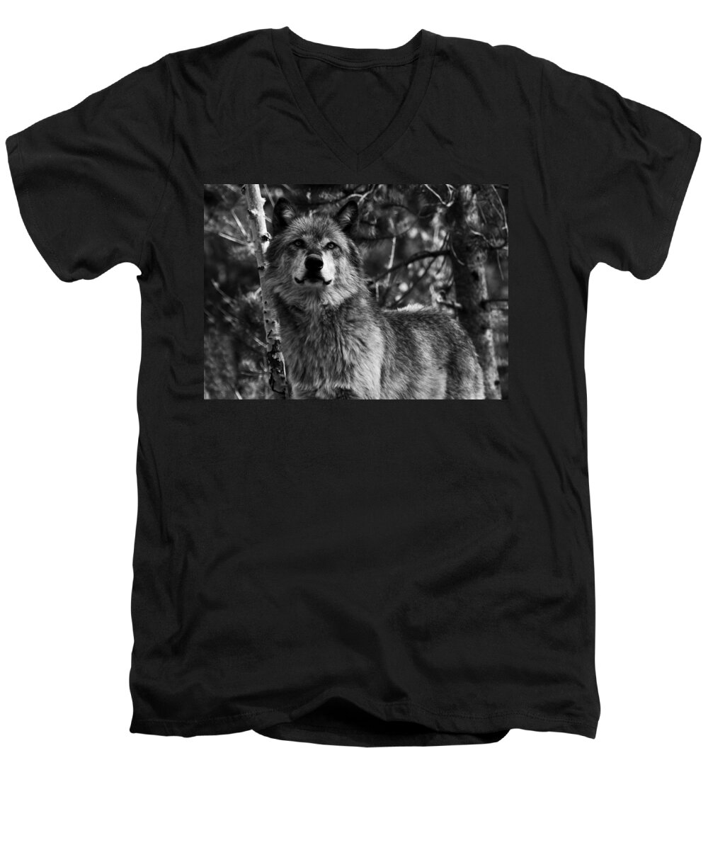 Wolf Men's V-Neck T-Shirt featuring the photograph Majesty by Aidan Moran