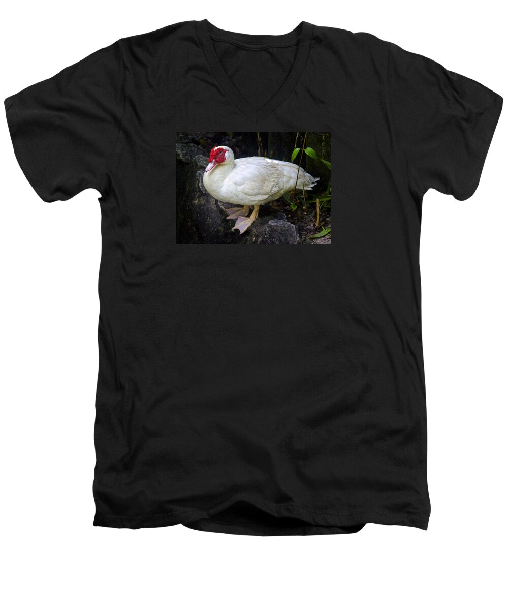 Cairina Moschata Men's V-Neck T-Shirt featuring the photograph White Muscovy Duck by Venetia Featherstone-Witty