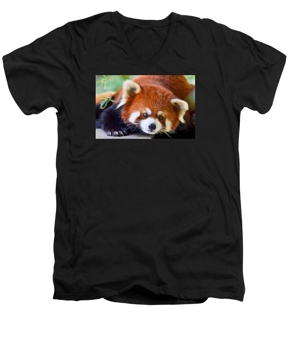 Red Panda Bear Men's V-Neck T-Shirt featuring the photograph Red Panda by Michael Hubley