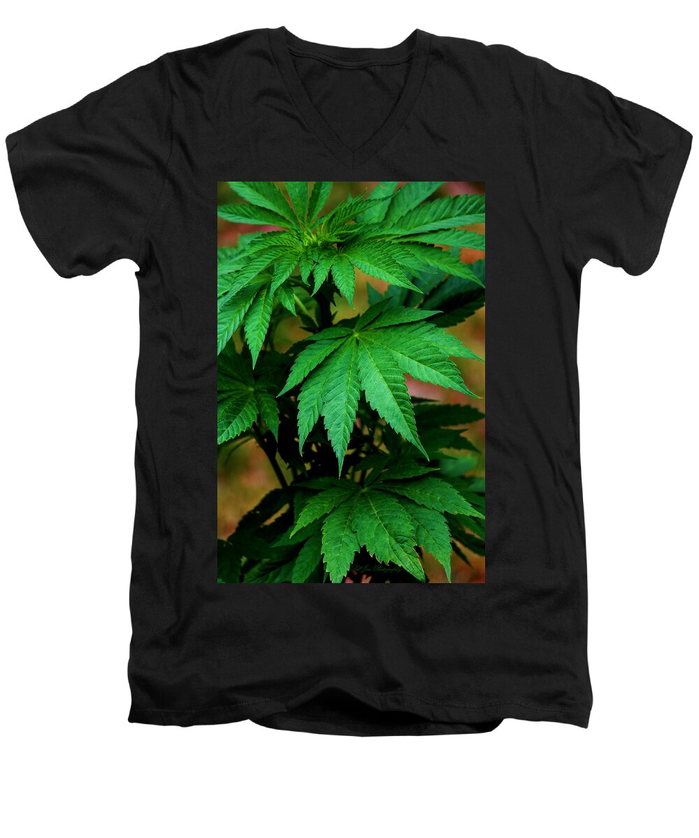 Mmj Men's V-Neck T-Shirt featuring the photograph Summer Growth by Jeanette C Landstrom