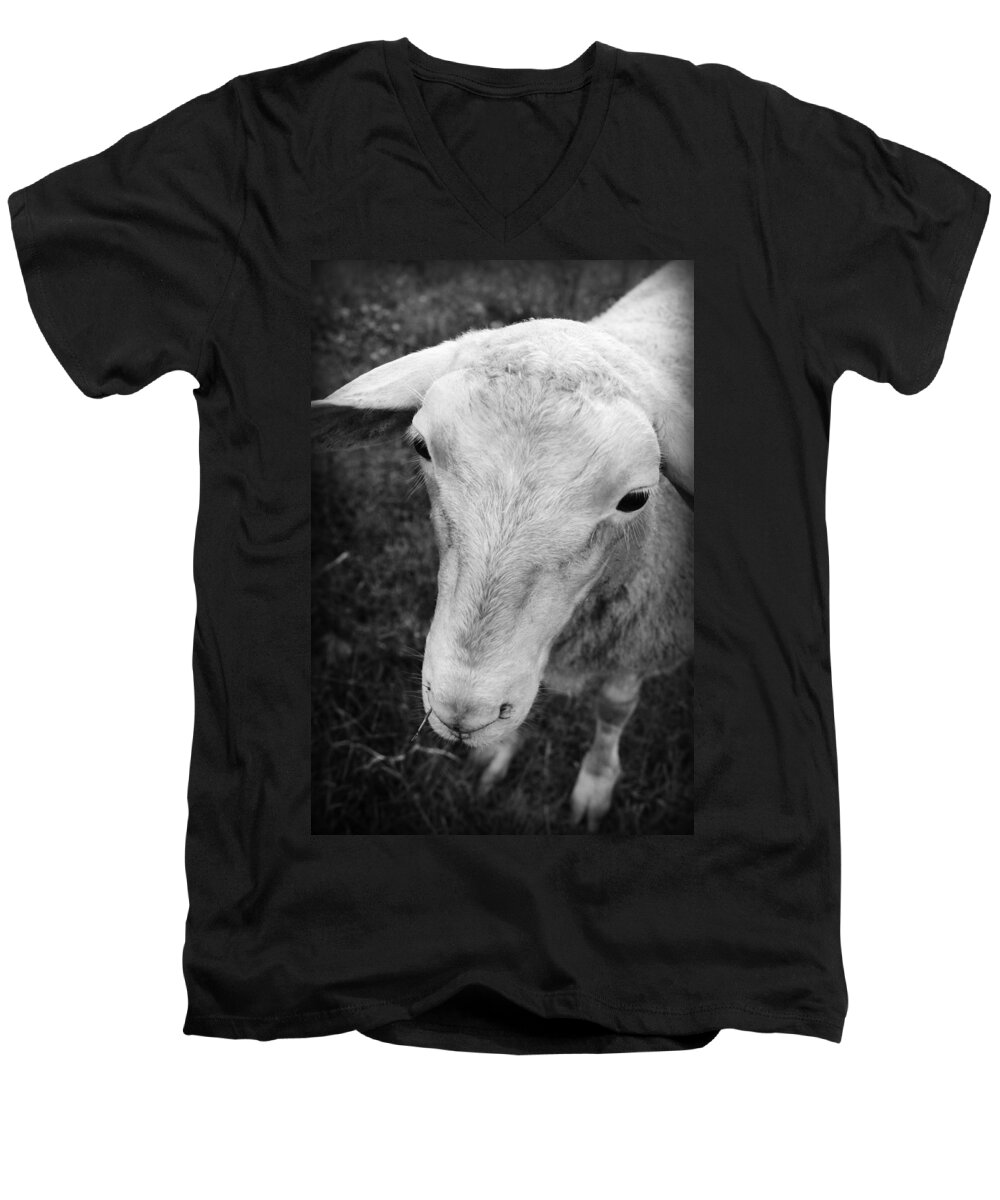 Kelly Hazel Men's V-Neck T-Shirt featuring the photograph The Friendly Sheep by Kelly Hazel