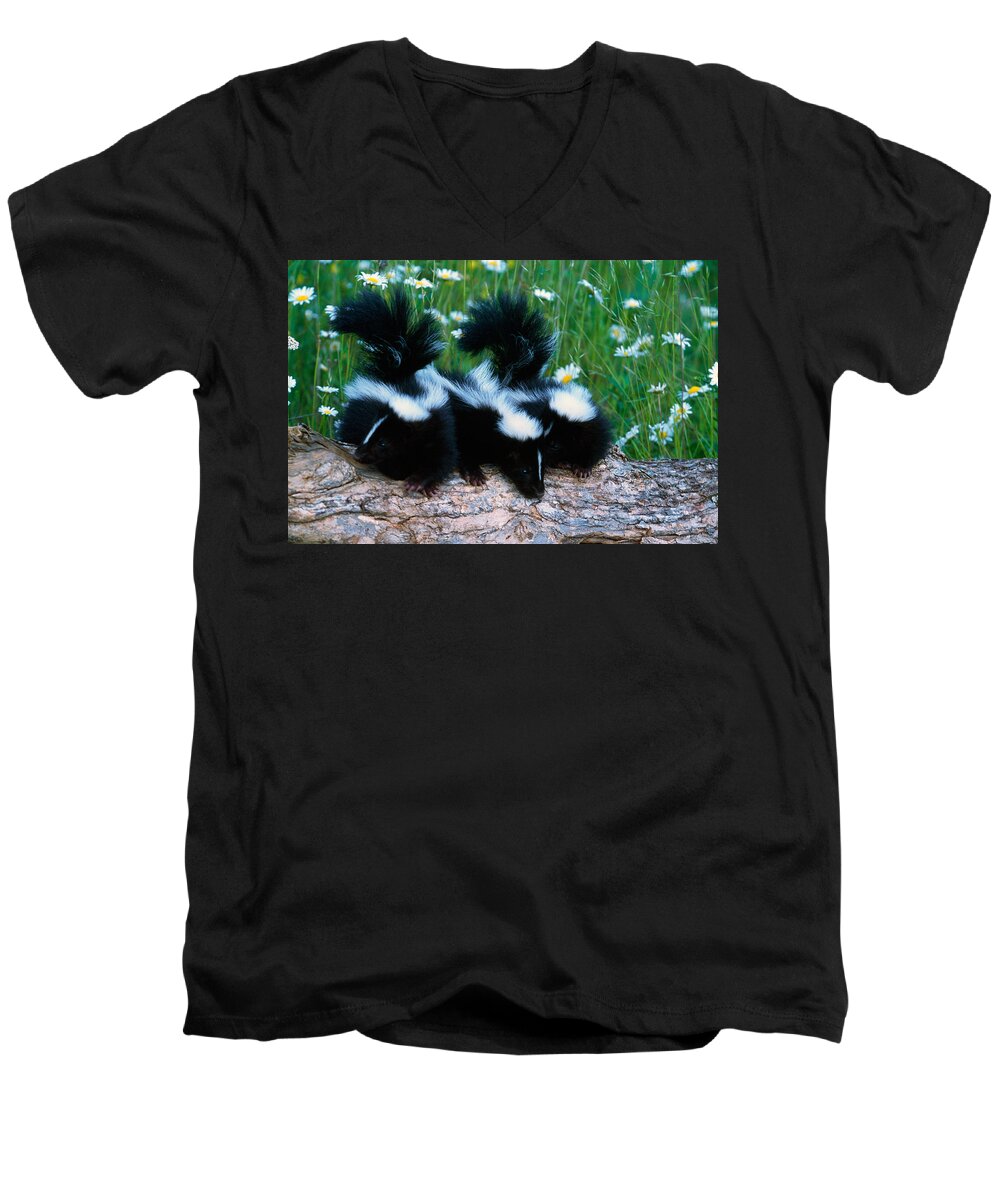Photography Men's V-Neck T-Shirt featuring the photograph Three Young Skunks On Log In Wildflower by Panoramic Images