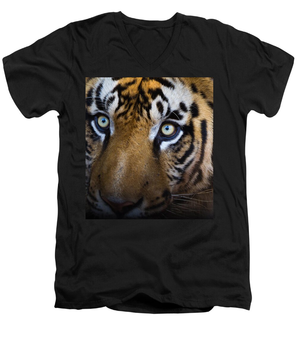 Tiger Men's V-Neck T-Shirt featuring the photograph Tiger close-up by SAURAVphoto Online Store