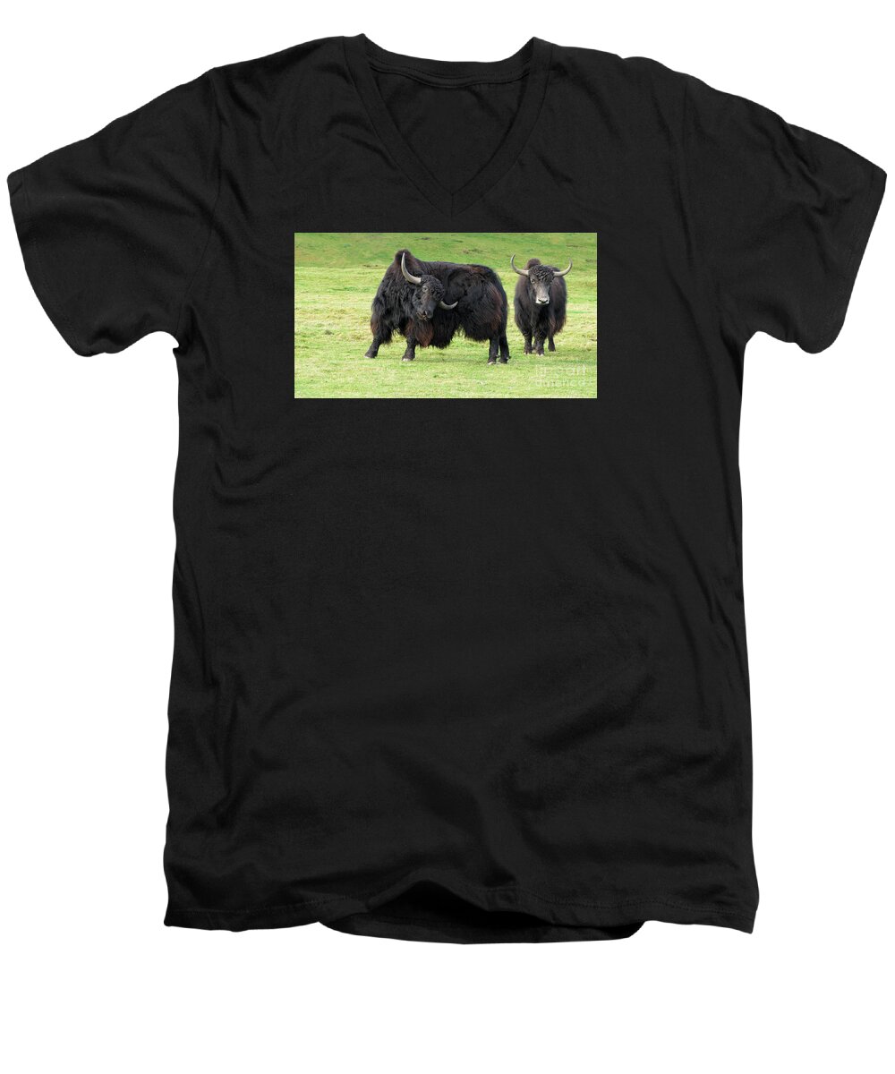 Yak Men's V-Neck T-Shirt featuring the photograph Yaketty yak by Liz Leyden