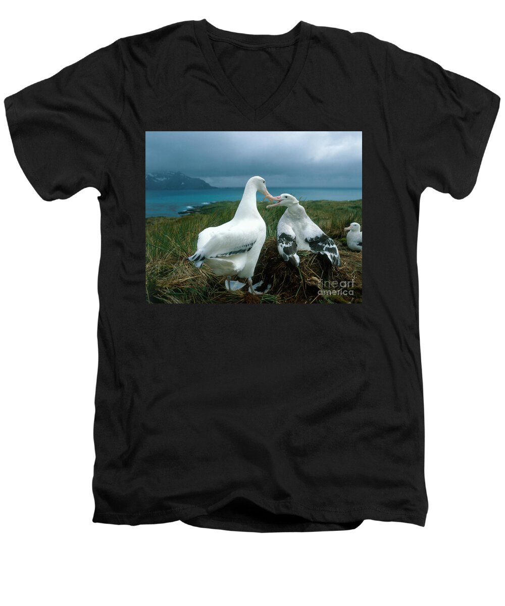 Wandering Albatross Men's V-Neck T-Shirt featuring the photograph Wandering Albatross by Hans Reinhard