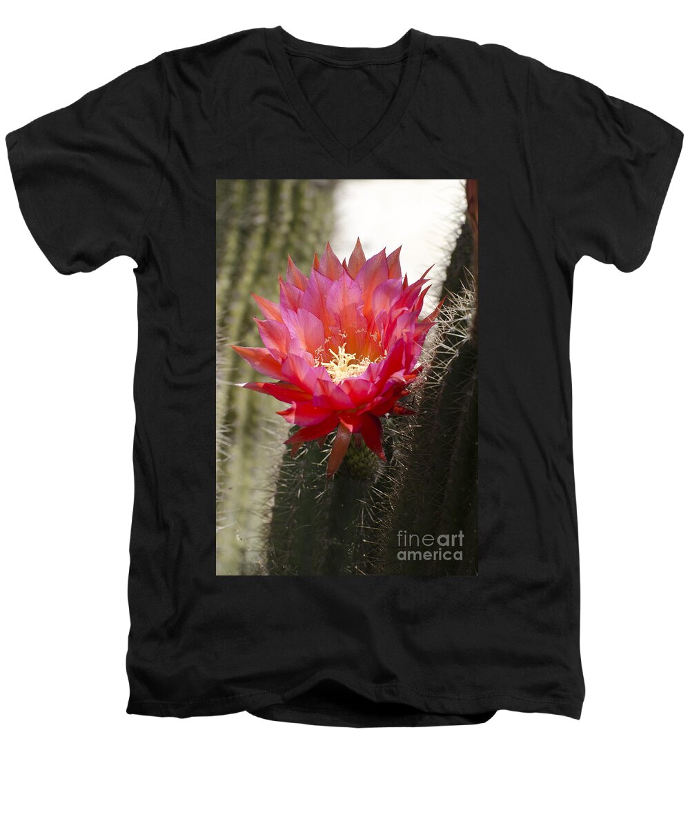 Cactus Men's V-Neck T-Shirt featuring the photograph Red cactus flower #6 by Jim And Emily Bush