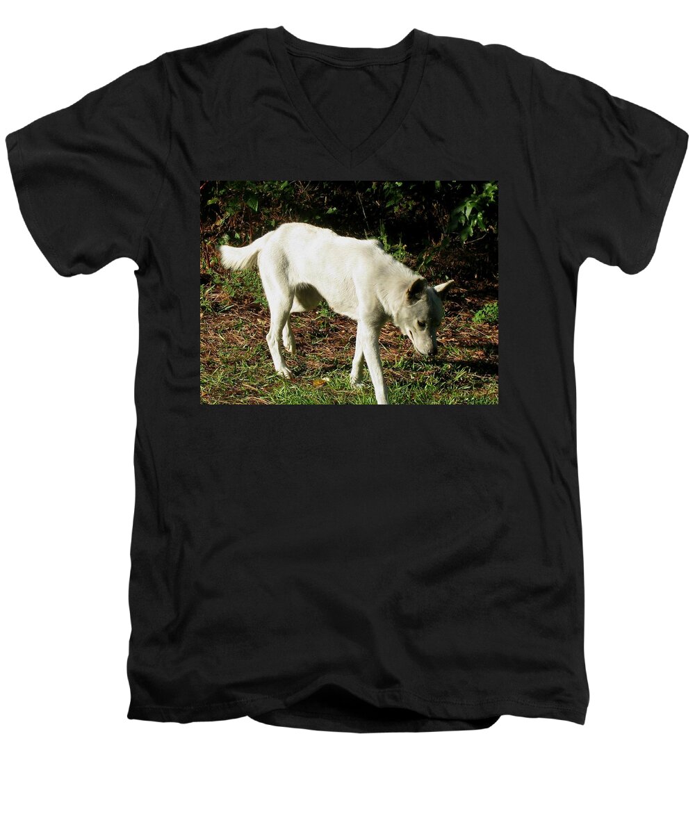 Wolf Men's V-Neck T-Shirt featuring the photograph Wolf 2 by Maria Urso