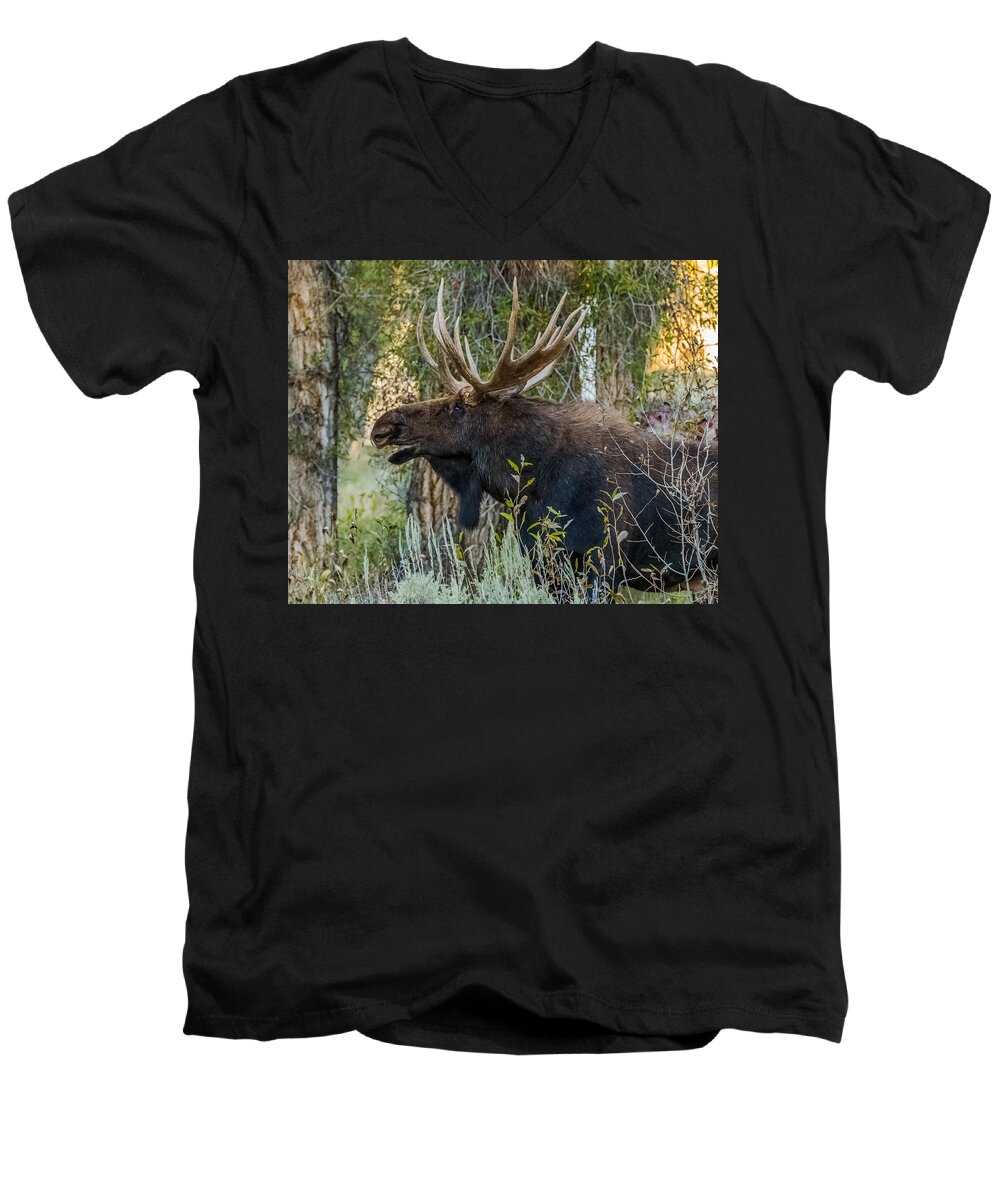 Moose Men's V-Neck T-Shirt featuring the photograph Calling All His Girls #1 by Yeates Photography