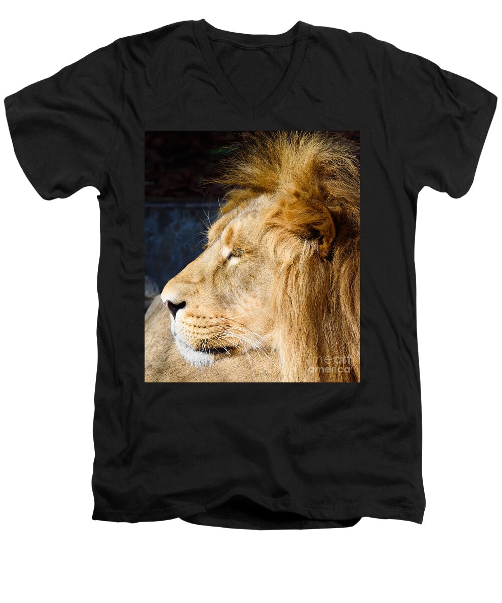 Bristol - Zoo Men's V-Neck T-Shirt featuring the photograph Lion #1 by Colin Rayner