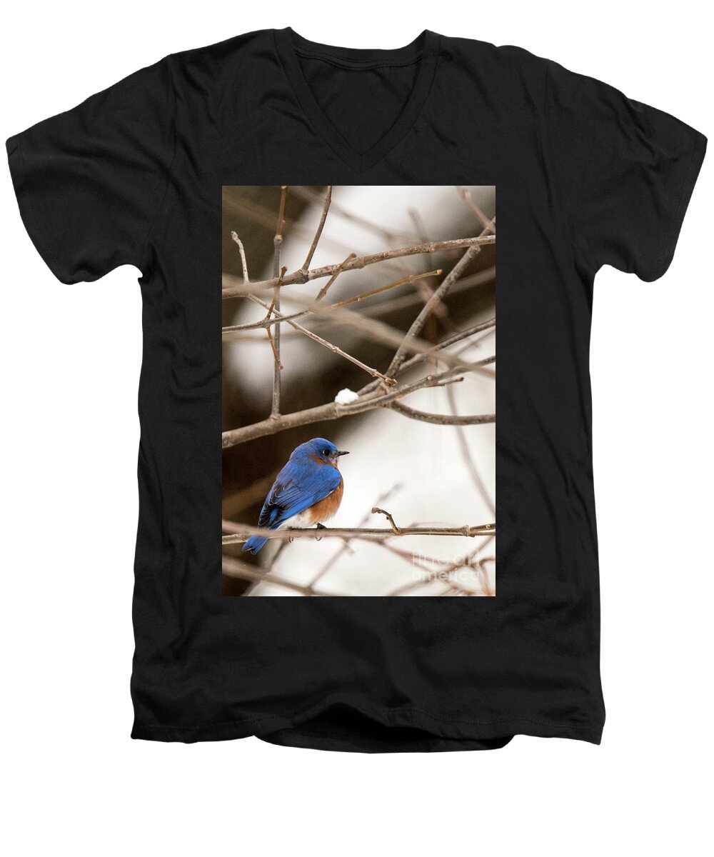 Backyard Men's V-Neck T-Shirt featuring the photograph Backyard Bluebird by Ed Taylor