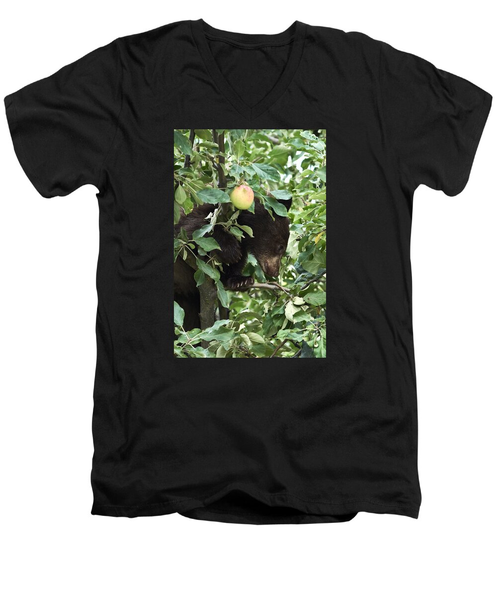 Black Bear Men's V-Neck T-Shirt featuring the photograph Bear Cub in Apple Tree5 by Loni Collins